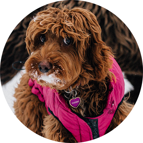 K9Kate_phoebe.png