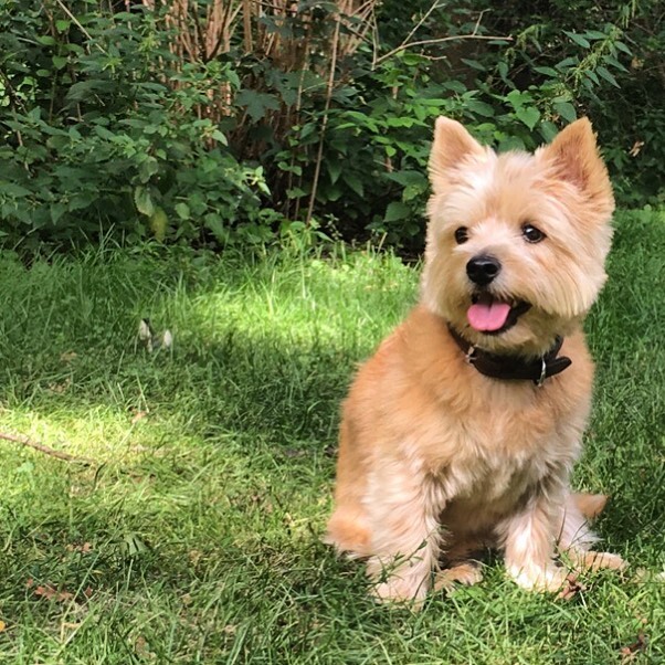 An ode to the Blackstreet classic, welcome to walks Diggity the #norwichterrier. I had &ldquo;no doubt&rdquo; he would he would &ldquo;hip hop&rdquo; his way through his first walks and he did. Welcome Diggs!

#toronto_insta #torontodogwalker #toront