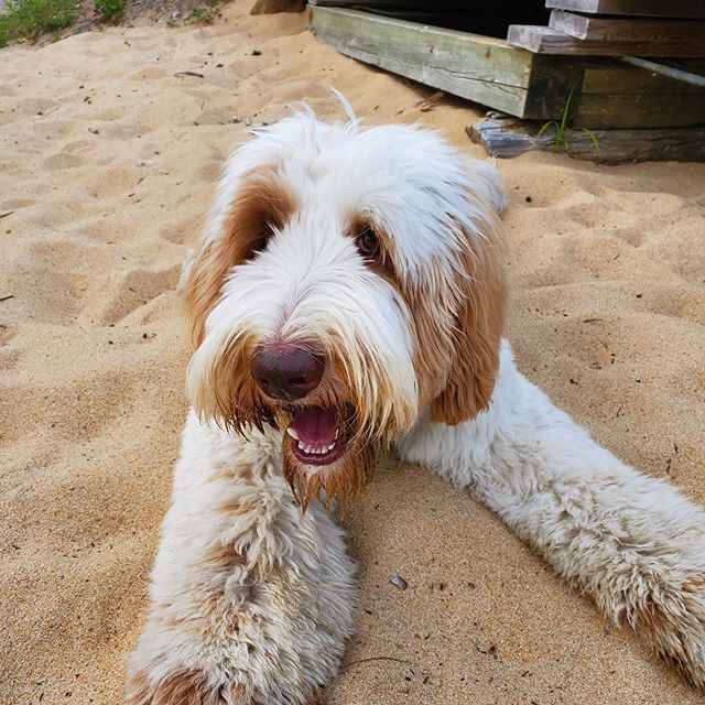 Welcome to K9 Kate&rsquo;s, Rudy, the #australianlabradoodle! Three reasons why we already love you 1. You&rsquo;re sweet as can be 2. Your lovely parents also happen to be #dalhousie/King&rsquo;s college alumni- best memories of The Split Crow and P