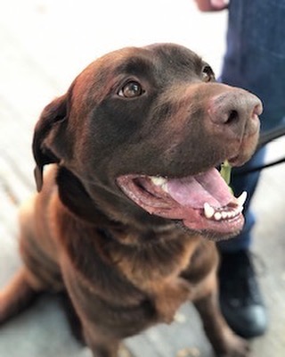 Welcome Beaumont!!! Beau joined K9 Kate&rsquo;s last week. This amazing #rescuedog is likely a #labmix but the endless love he gives and food he inhales is PURE LAB 😂 Beaumont, we love you, dude! #torontodogs #torontodogwalker #rescuedog #rescuedogs