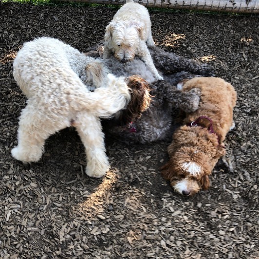 #puppypile on Calle this morning 😂❤️ Calle has been with K9 Kate&rsquo;s since the beginning. Along with Laila (Ms. Thing) and Dexter (D-Man) we ran through sleet and snow together. You three are the OGs. Lai and Dex, when you&rsquo;re in town,
come