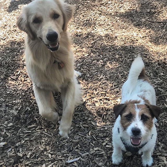 Oaks, Monkey ... just 🛑  You&rsquo;re. Too. Cute. Agreed?

#torontodogs #torontodogwalker #wirehairedjackrussell #jackrussellterrier #jacks #jackrusselllovers #jackrussellfan #goldenretriever #goldenretrievers #goldens #dogfriends #offleash #positiv