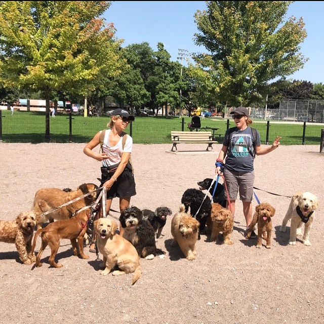 #tbt alert. Just one year ago and look how they&rsquo;ve grown 😊❤️ Penny and Oaks ... you were babies and best friends from day one ❤️ Gawww!

#torontodogs #toronto_insta #thesix #torontodogwalker #dogwalker #dogtrainer #puppies #puppylove #crew #pu