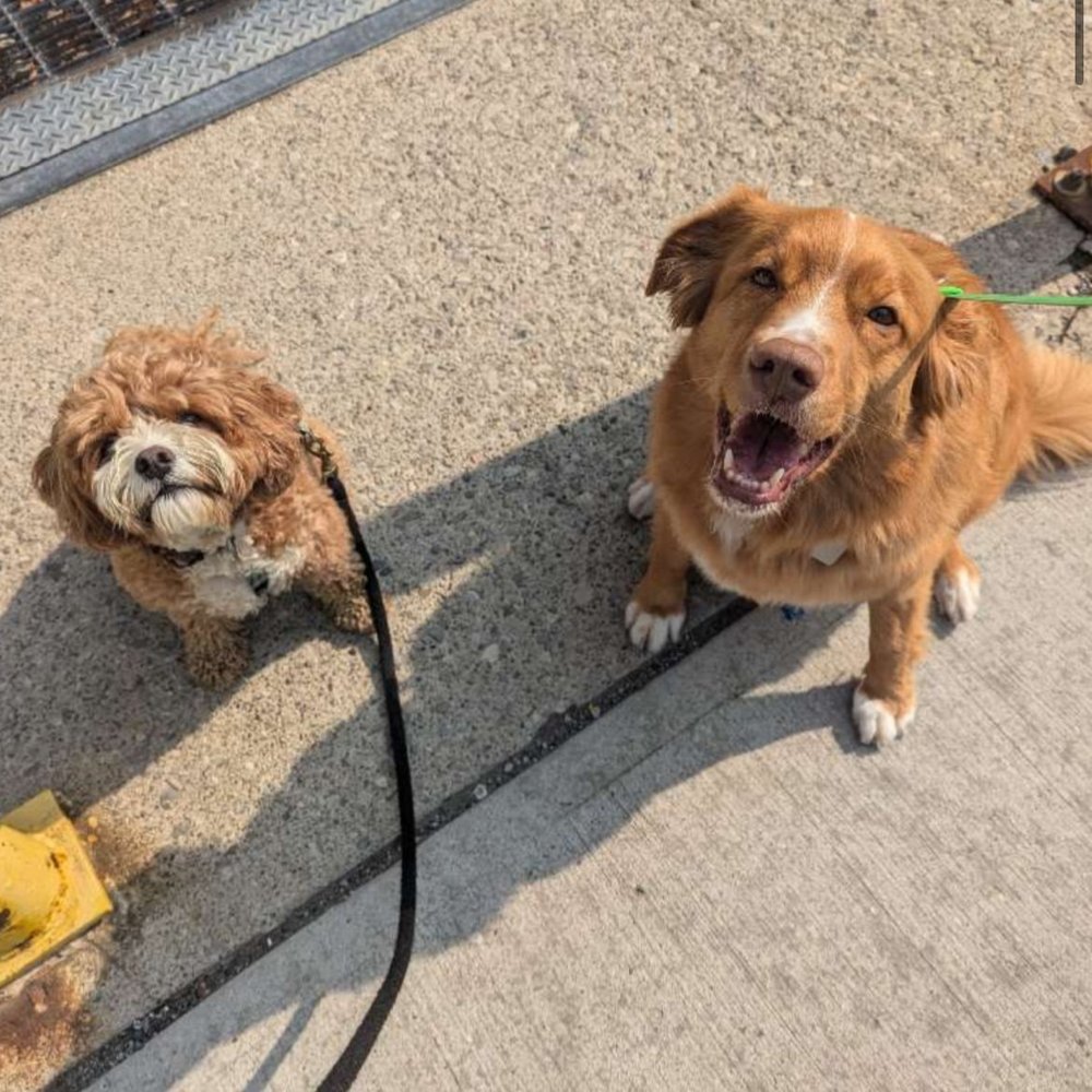 Cockapoo Archie Blog — Toronto's finest