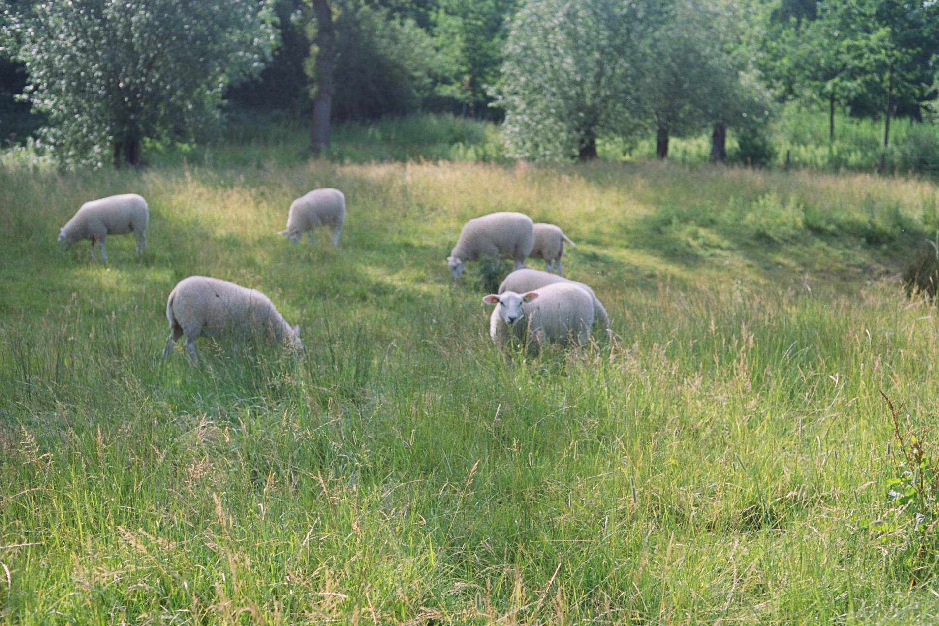 Sheep in Utrecht, Summer 2017