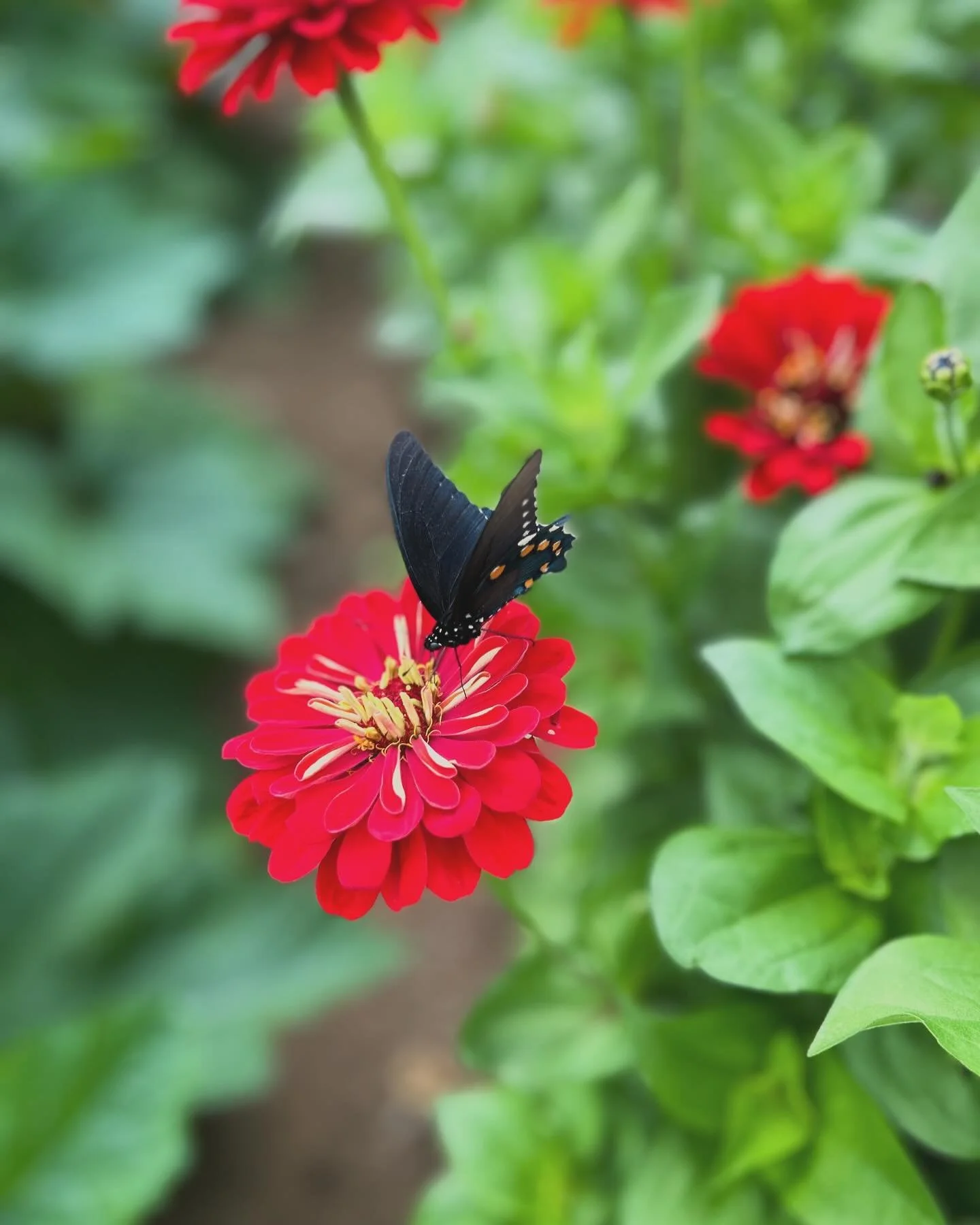 The perks of cutting early in the garden&hellip;butterflies and Howell&rsquo;s beans.