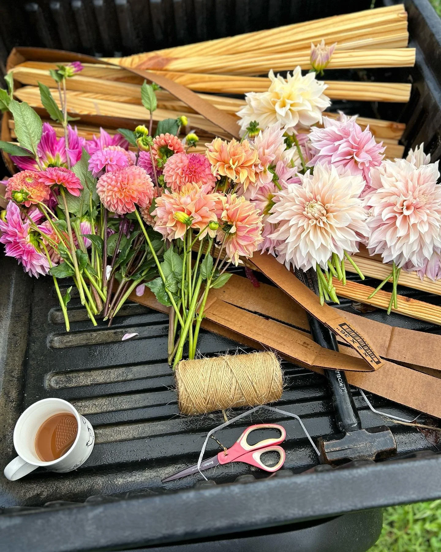 A perfect start to the morning. #dahliaseason