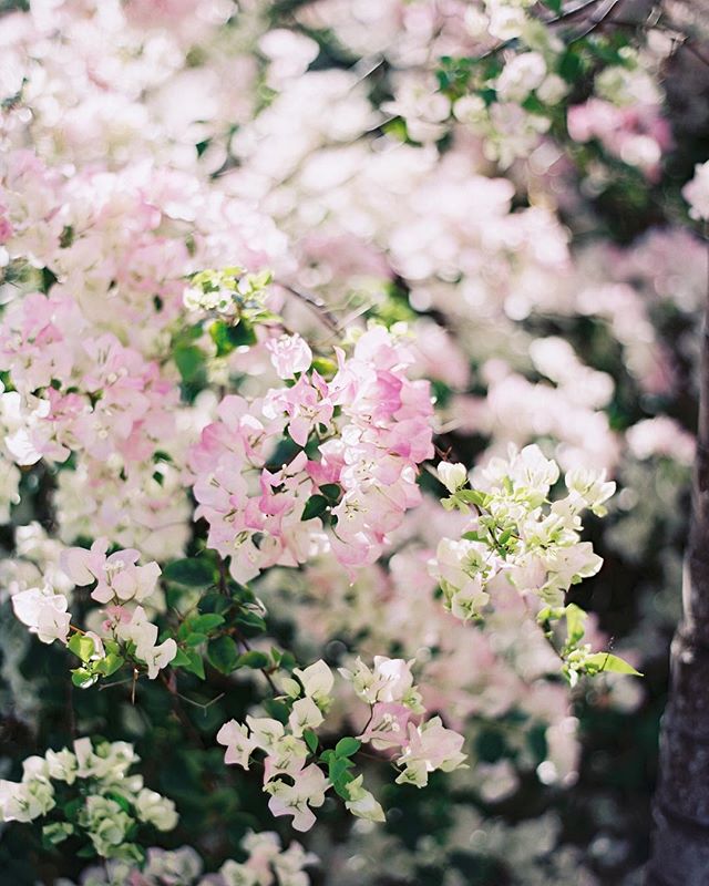 Always in bloom
___
📷: @jessicalorren