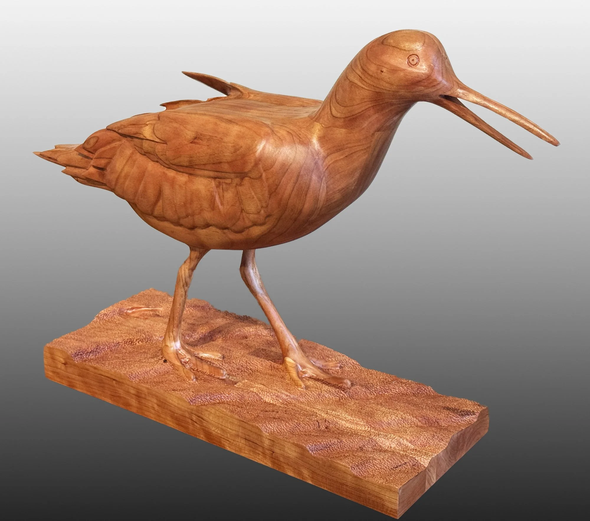 "American Oystercatcher