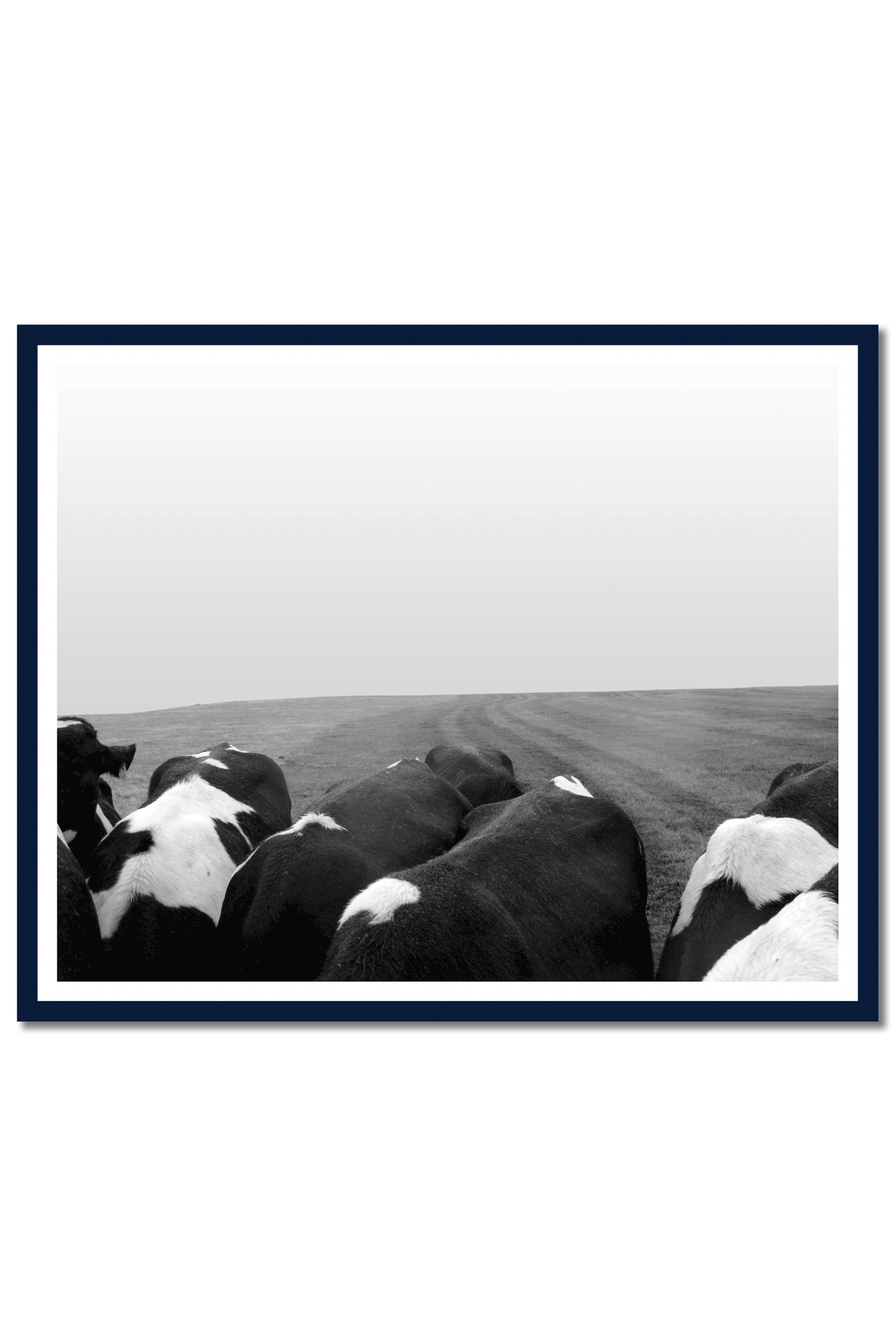 C-Type-Prints,-Cows.png
