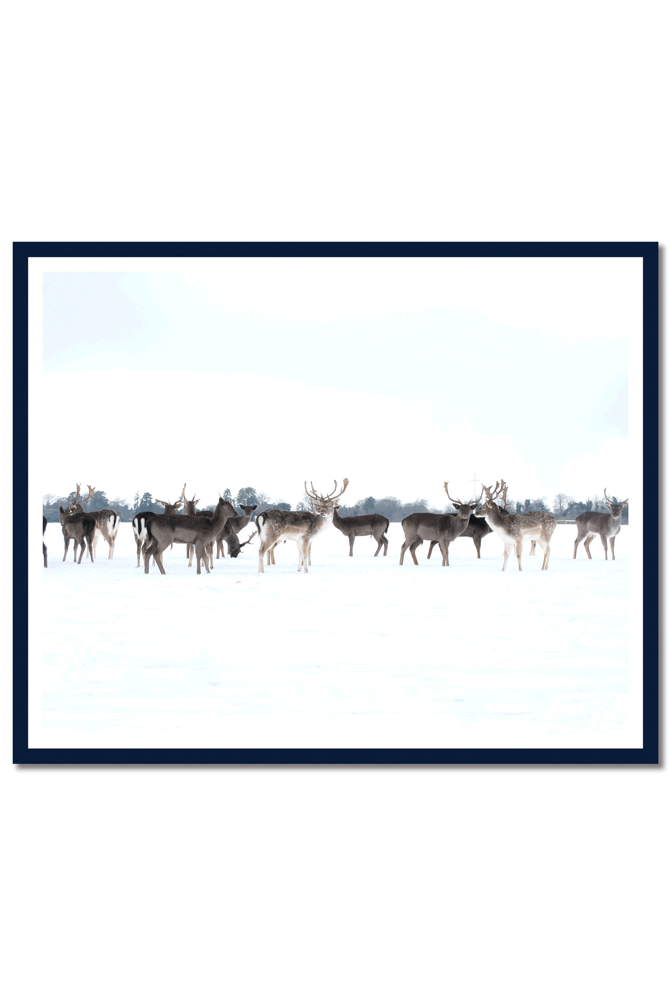 C-Type-Prints,-Deer.png