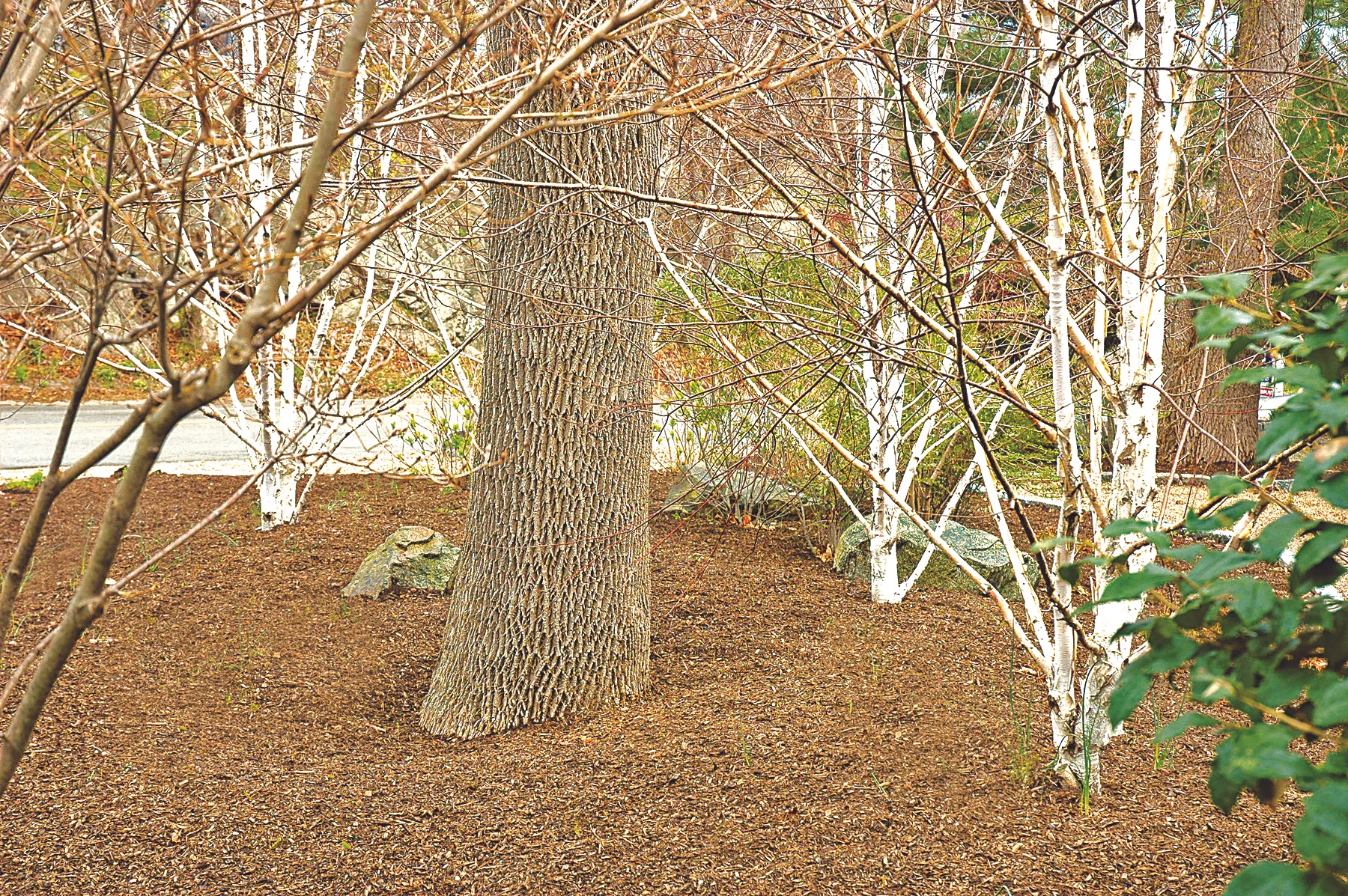 Birch2108 LR.jpg