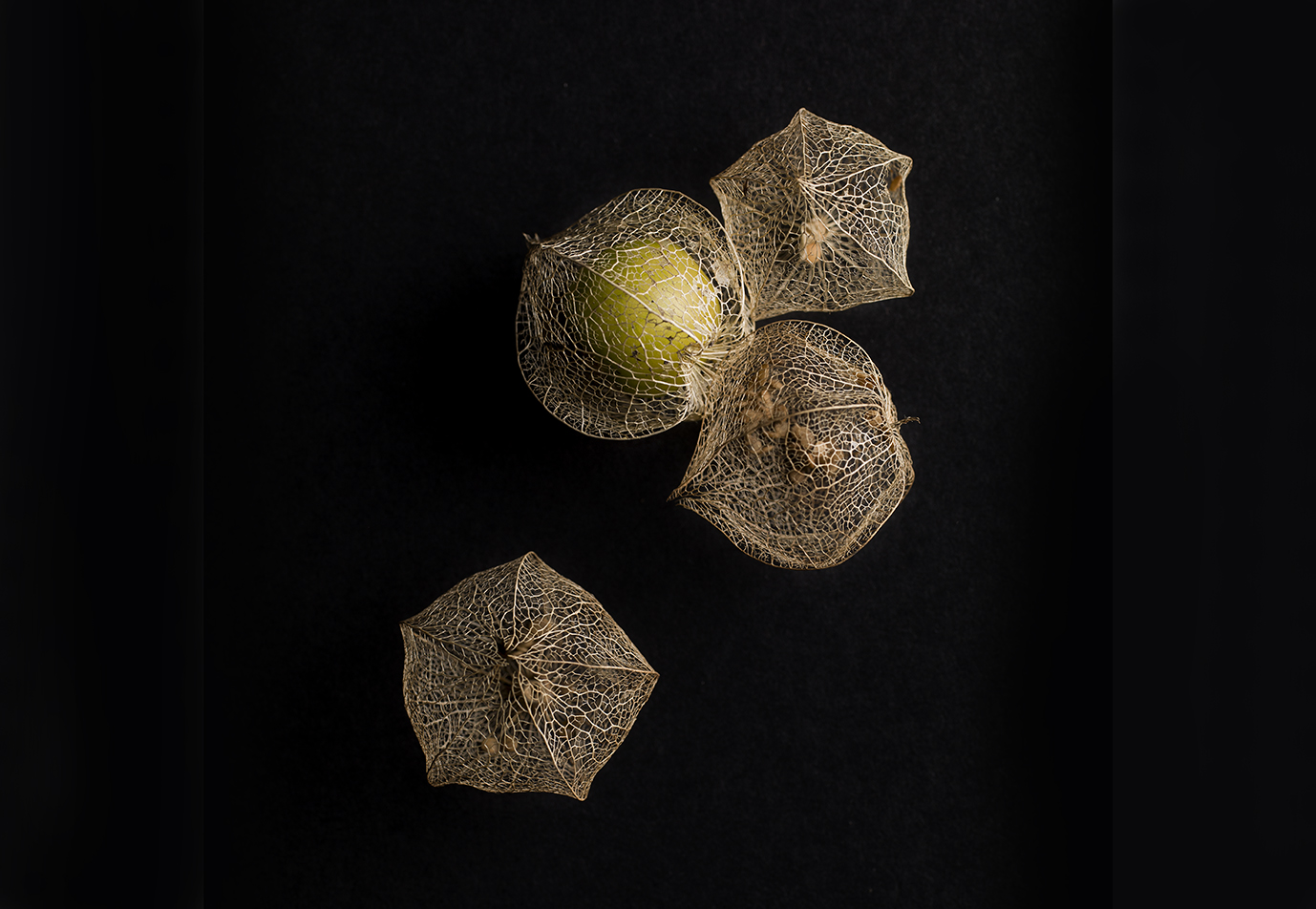 Physalis