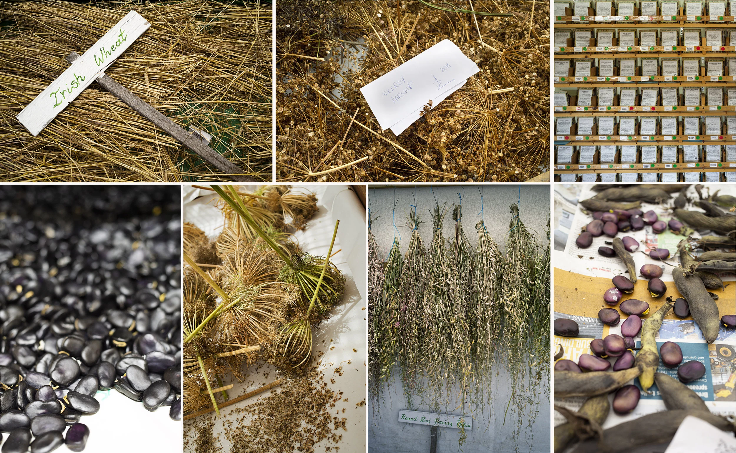 Seed collecting and preparation.