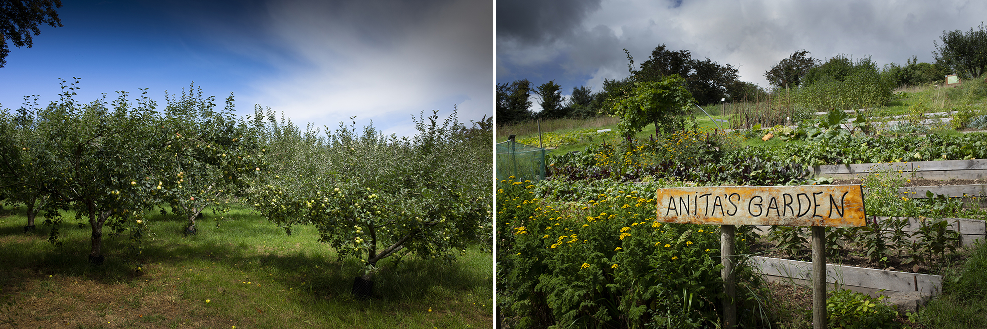 Eugene_Langan_Photography_Dublin-IrishSeedSavers-Orchard.jpg