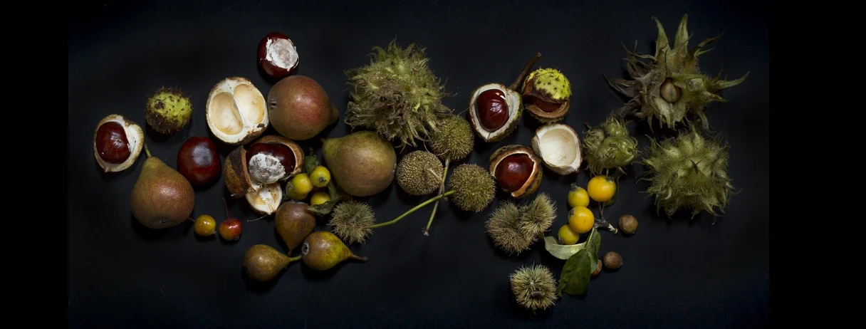 Eugene_Langan_Photography_Dublin_Ireland_Foraging_Autumn_Equinox-9.jpg