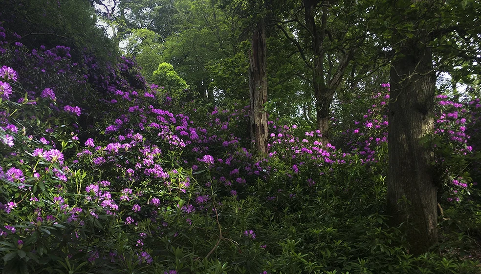 Sun dappled rhododendron of Howth Head, Howth, Dublin, Ireland.