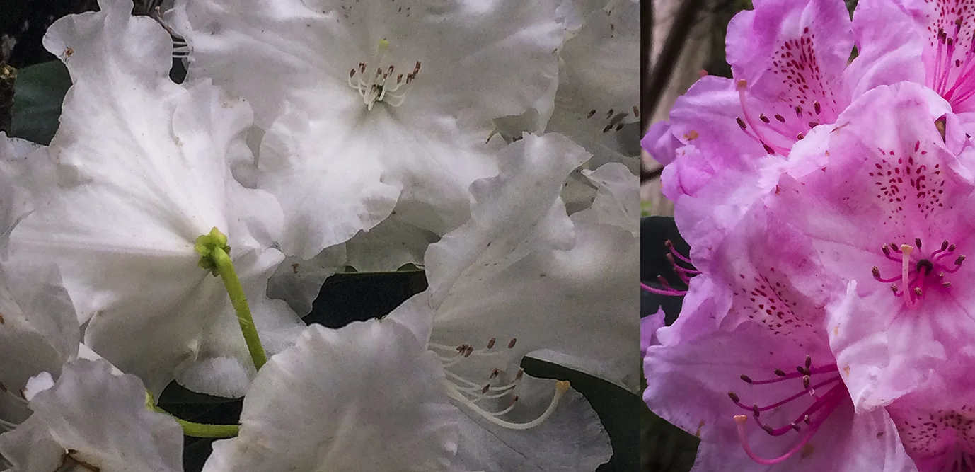 Candy floss like blooms.