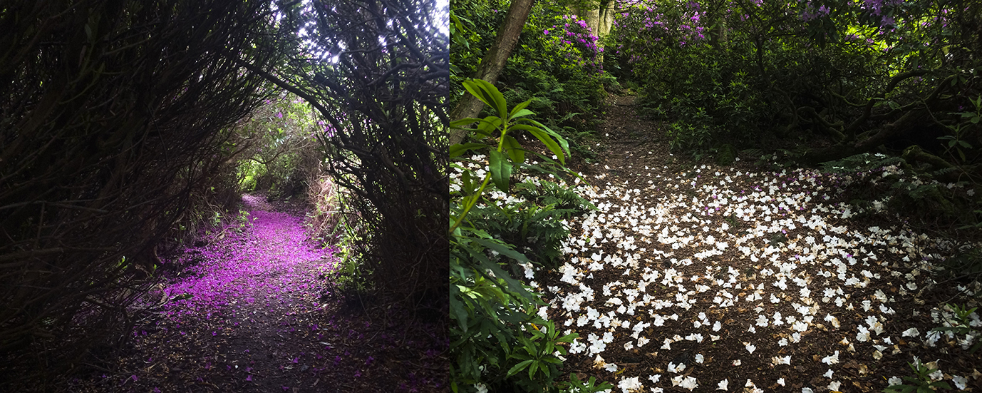Footpaths are made magical with a cover of petals from the spent flowers.