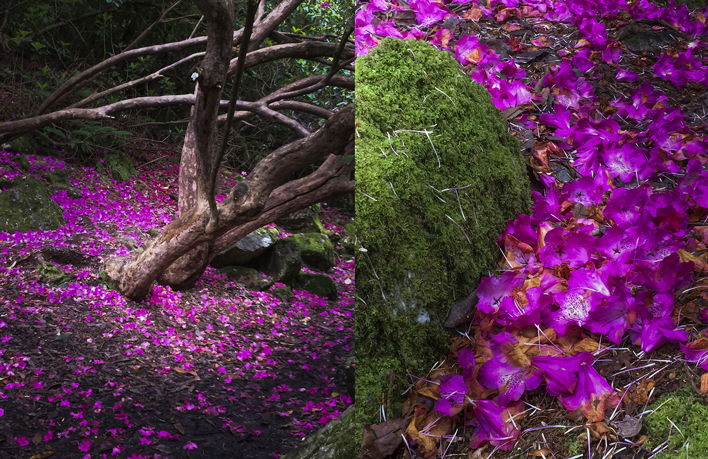 Vibrant scarlet strewn like across the floor of the forest.