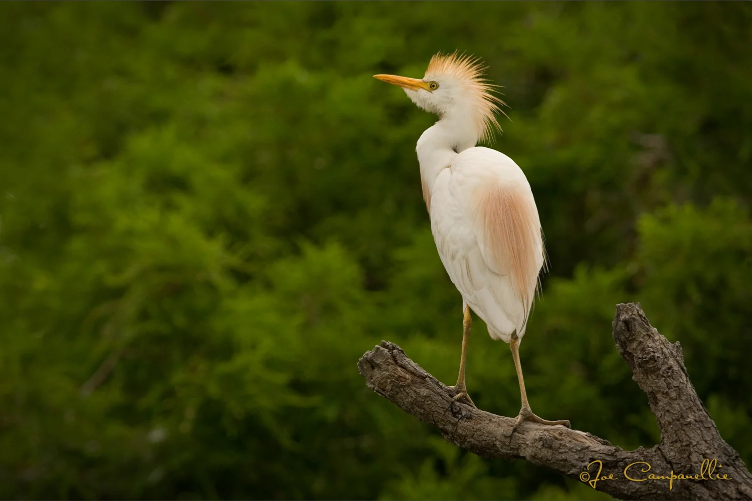Cattle Egret © Joe Campanellie