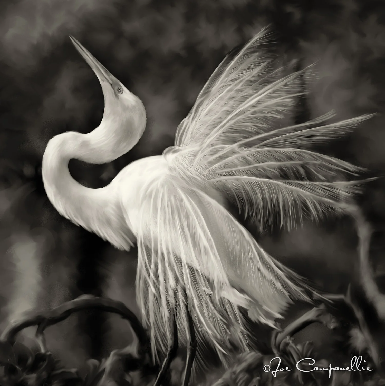 Bathed in Light © Joe and Mary Jean Campanellie
