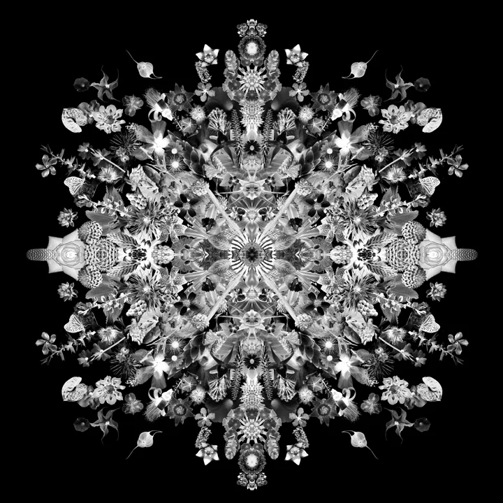 Re-Collections Xray , 2001 Carlos Betancourt C-print surface mounted on plexiglass, 48 x 48 