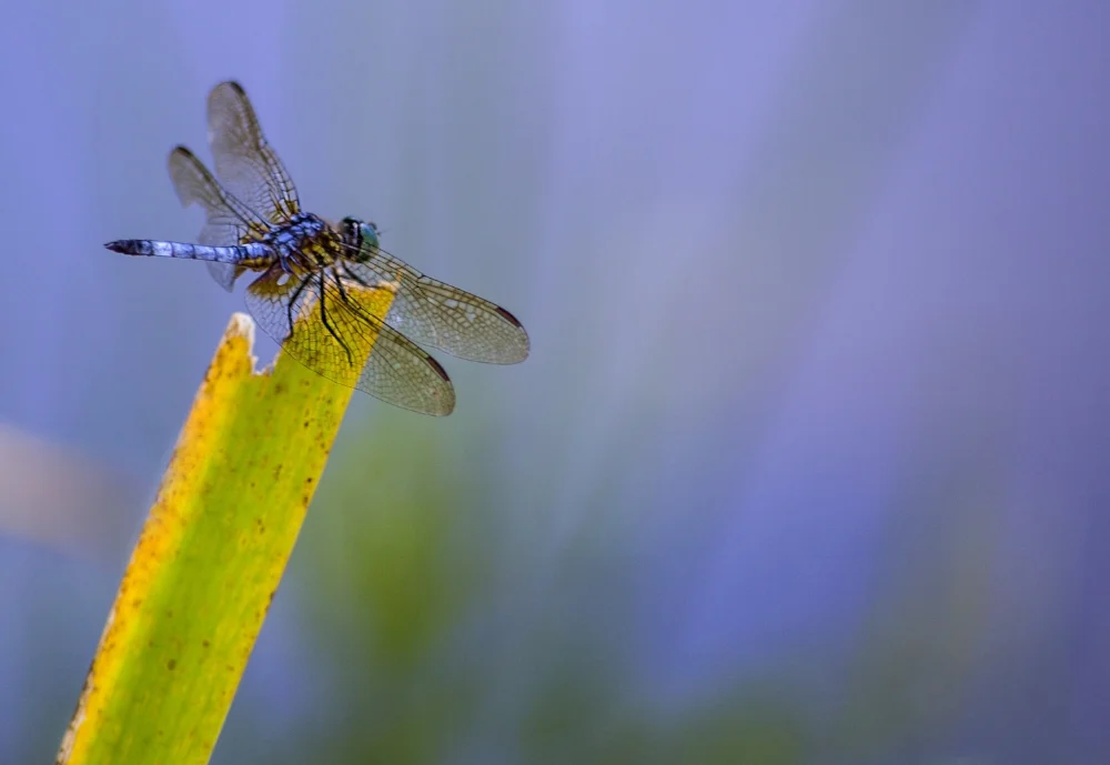 Dragonfly ©Angela Biggs