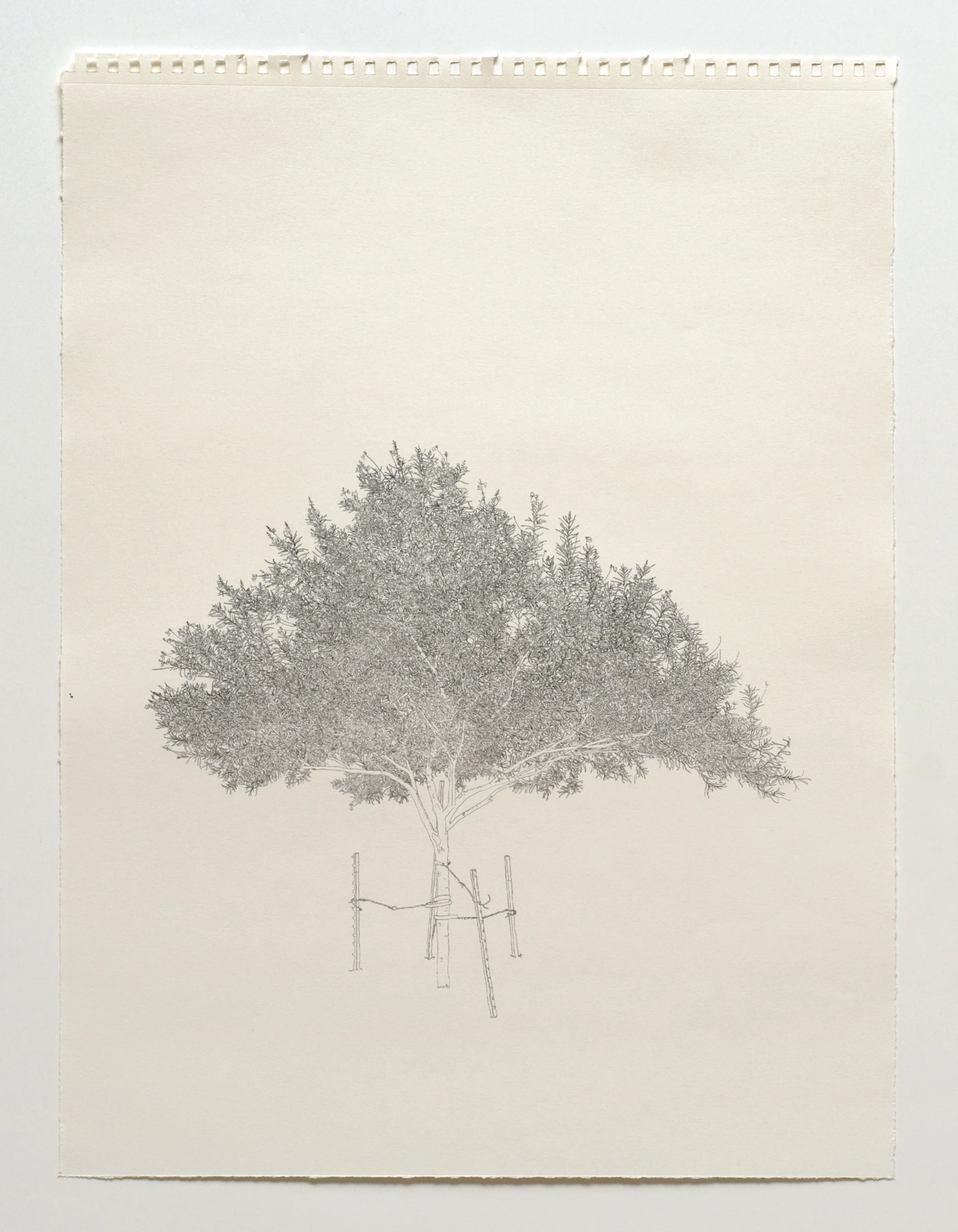 05_trees_02.jpg