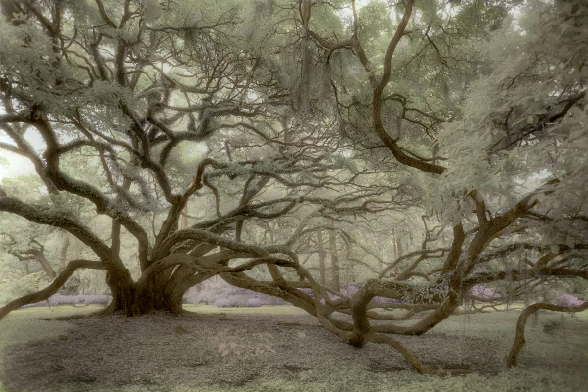 Seven Sisters © Harriet Blum