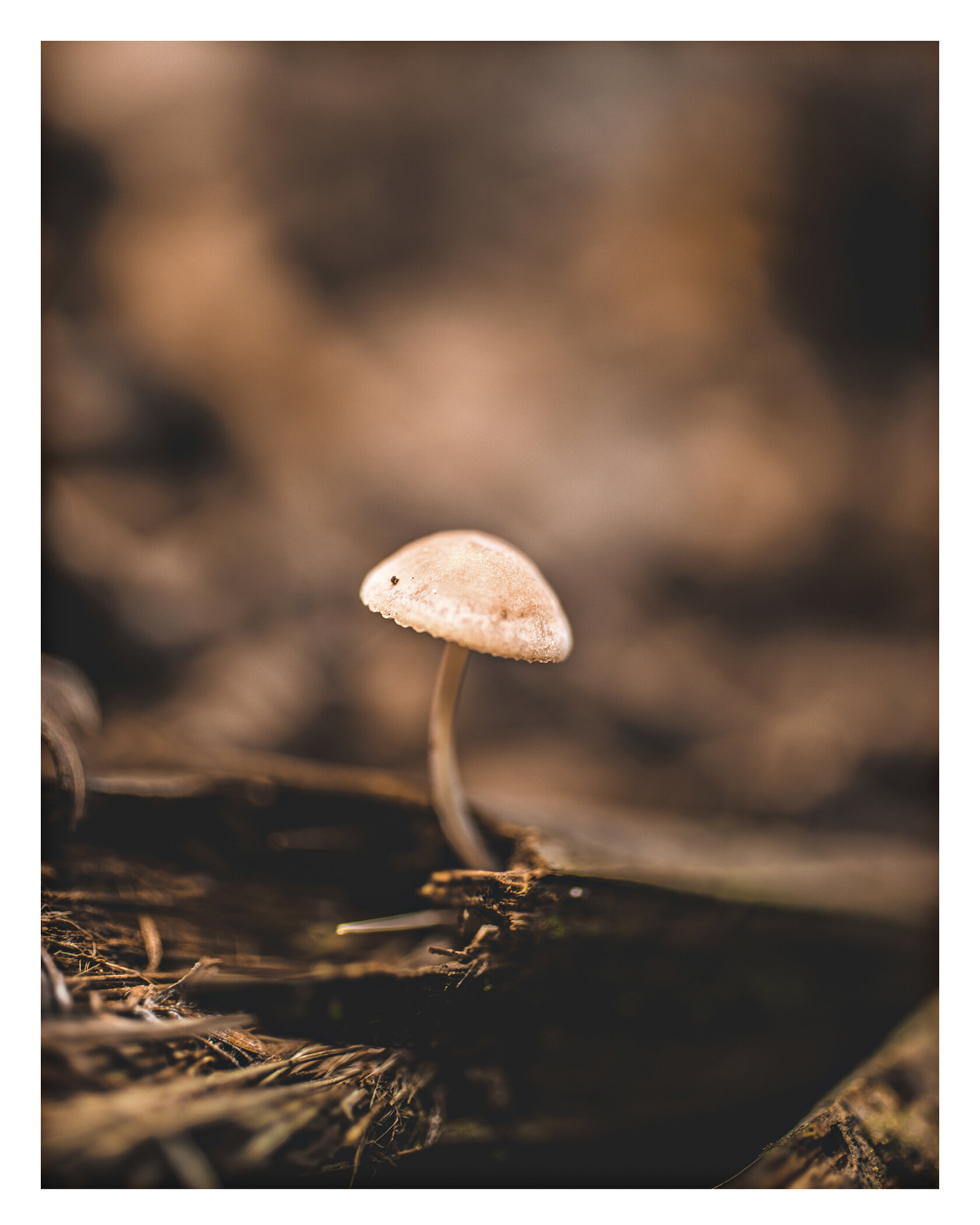 Mushroom12x15.jpg
