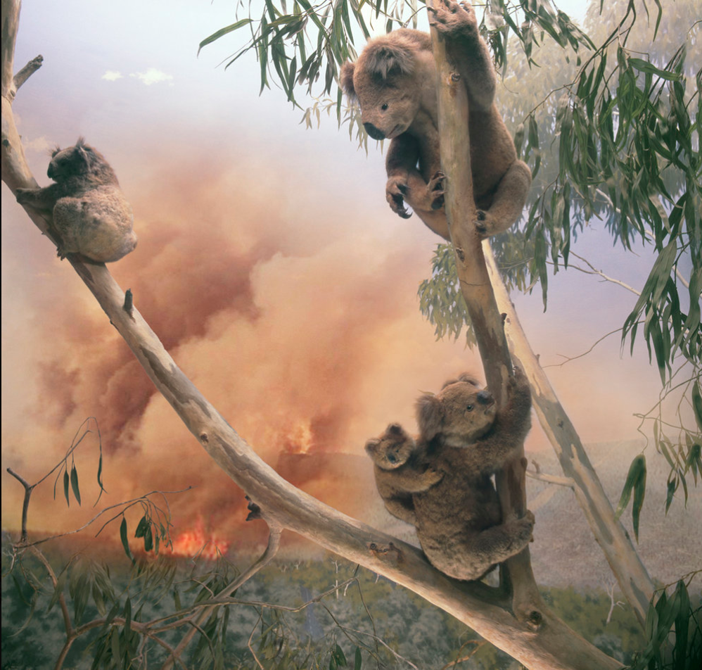  Anne Zahalka,  Koala, Yarra River at Woori Yallock, Victoria , 2019. Source: Museums Victoria 