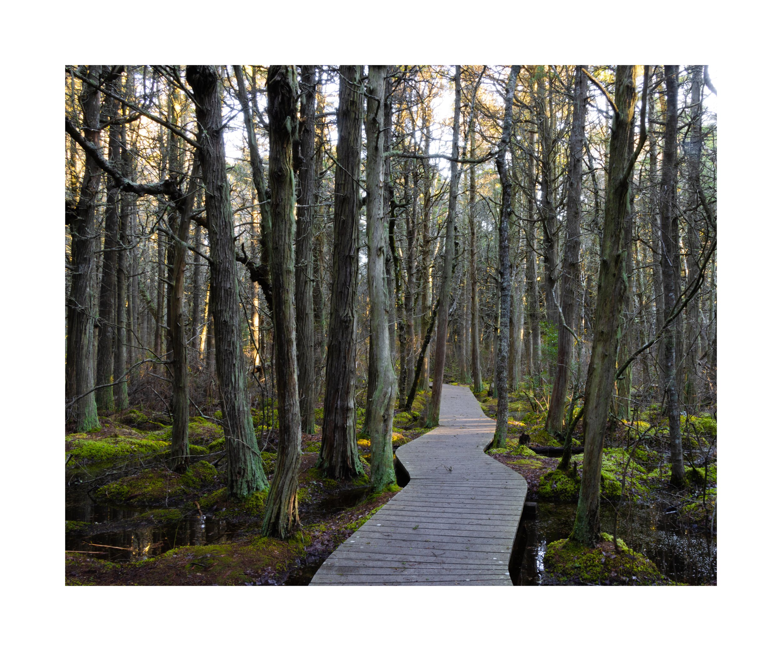  Matthew Burger   Cedar Swamp Trail,  2020  From the series: White Cedar Swamp  Digital Inkjet Print  