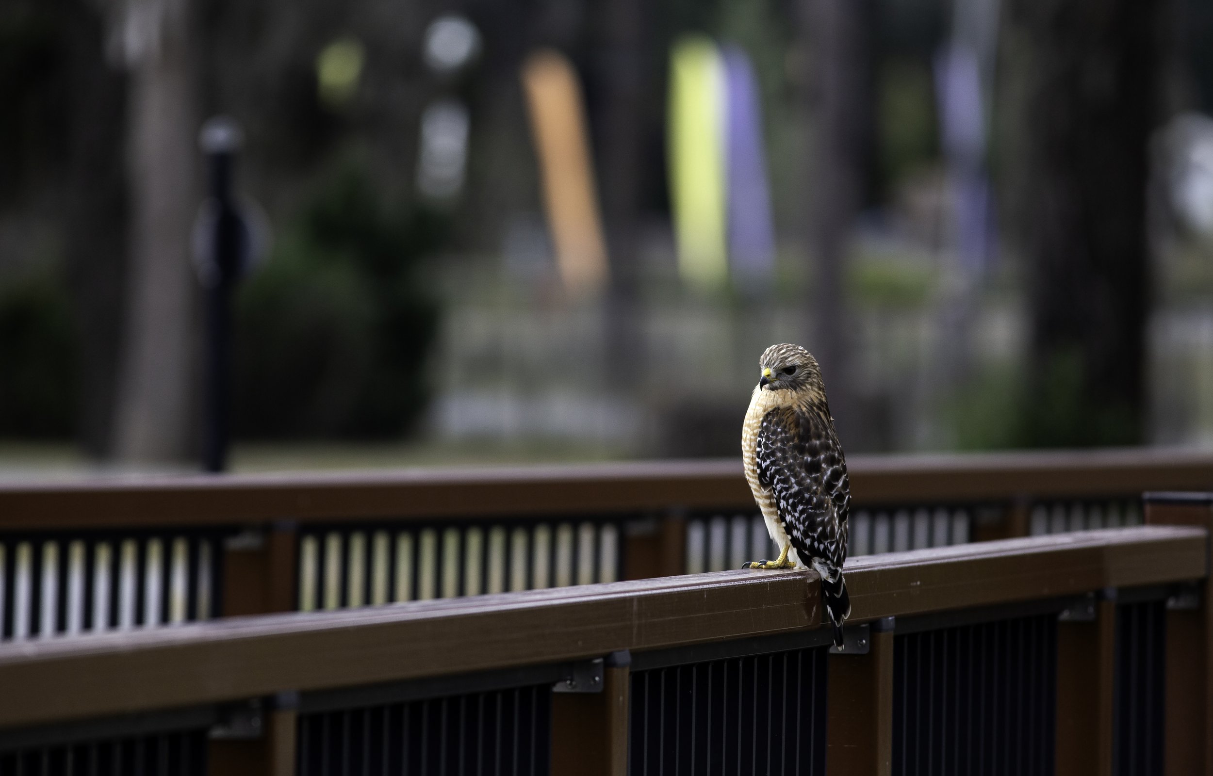 RedshoulderedHawk.OcalaWetlandRecharge.jpg
