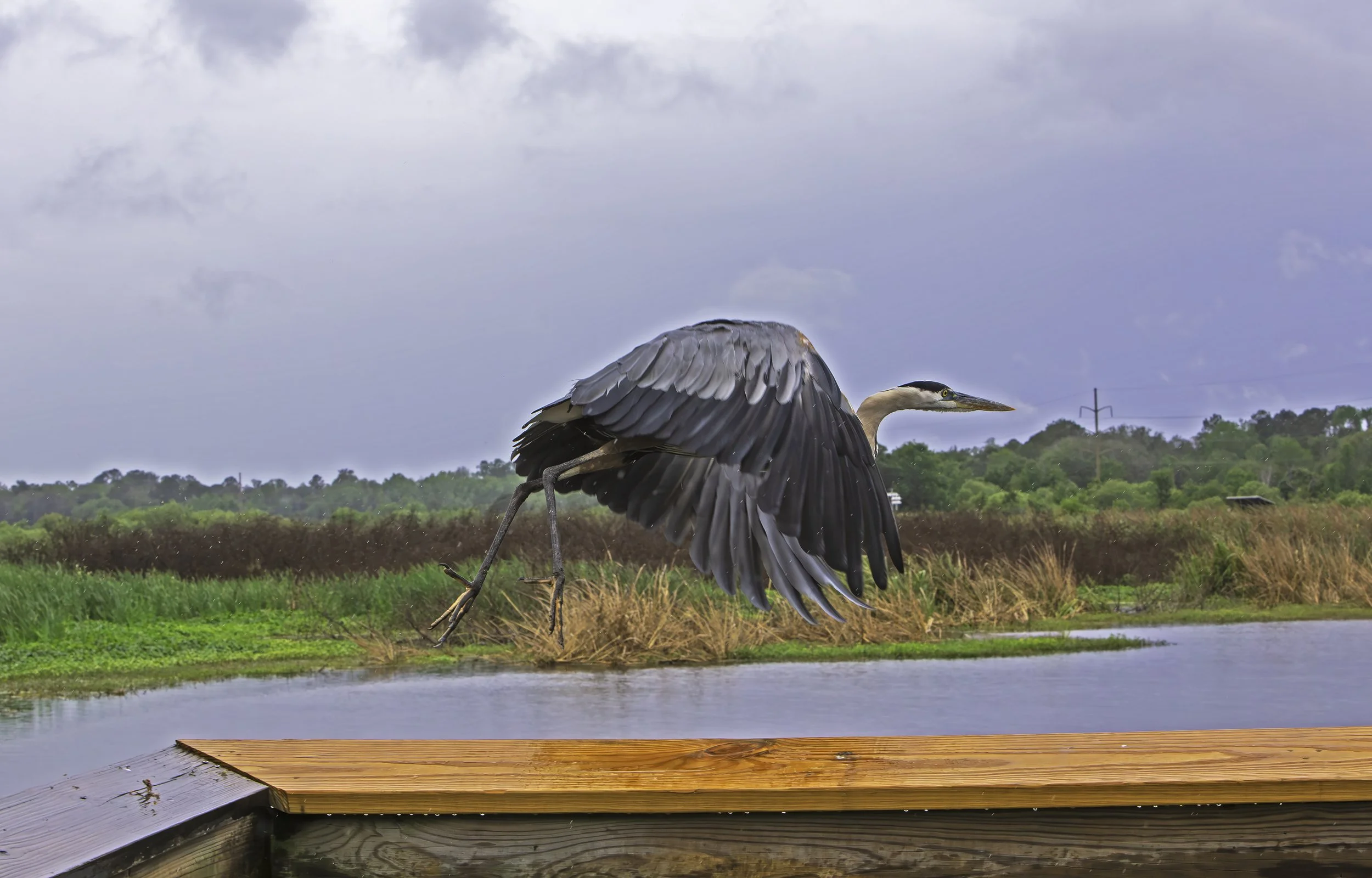 GreatBlueHerron.jpg