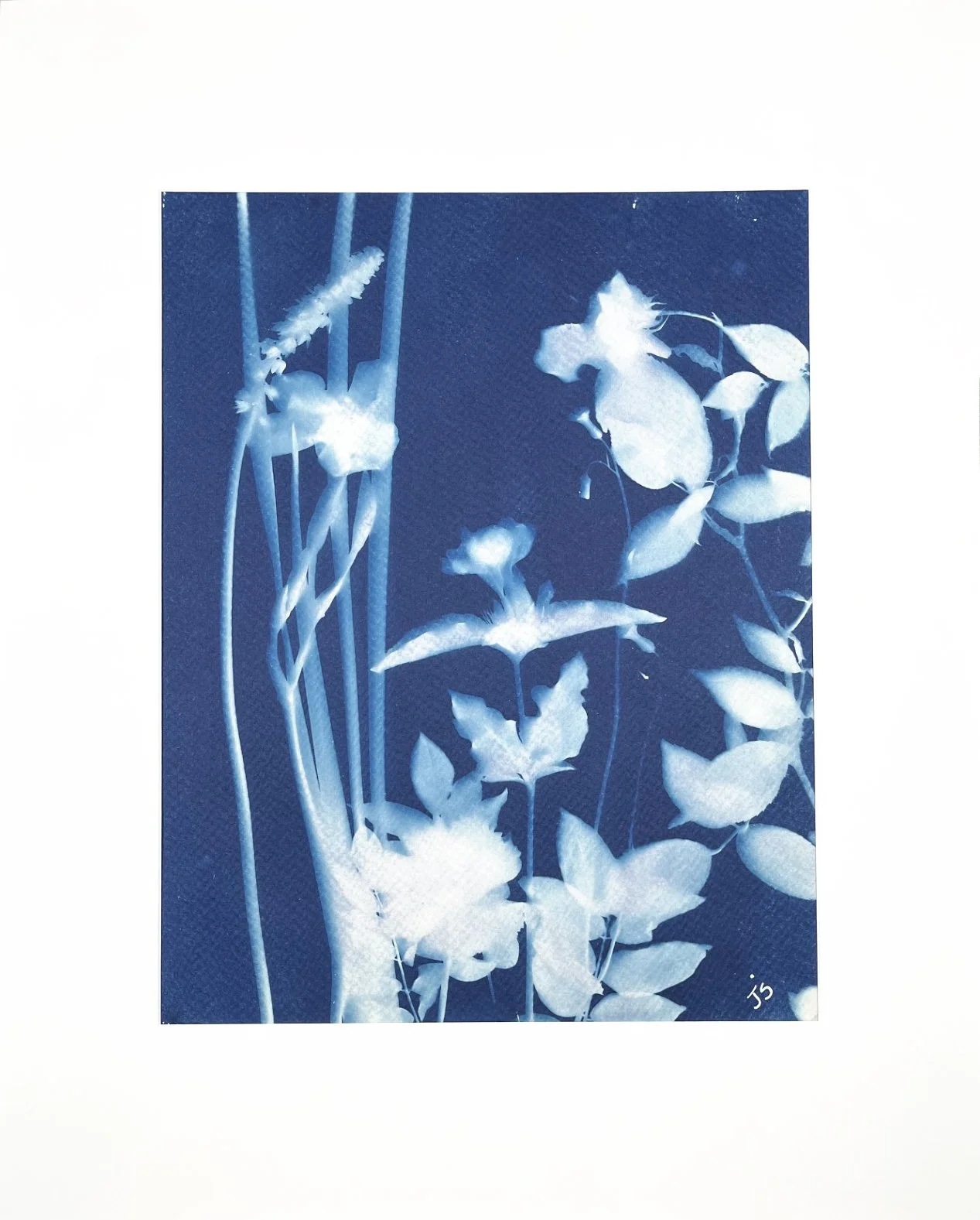 FNLCyanotype.jpg