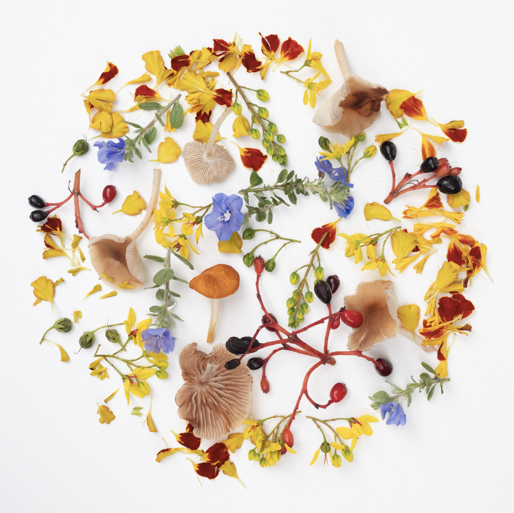 Art in the Atrium - Arrangements: Impressions of Nature Opening Reception