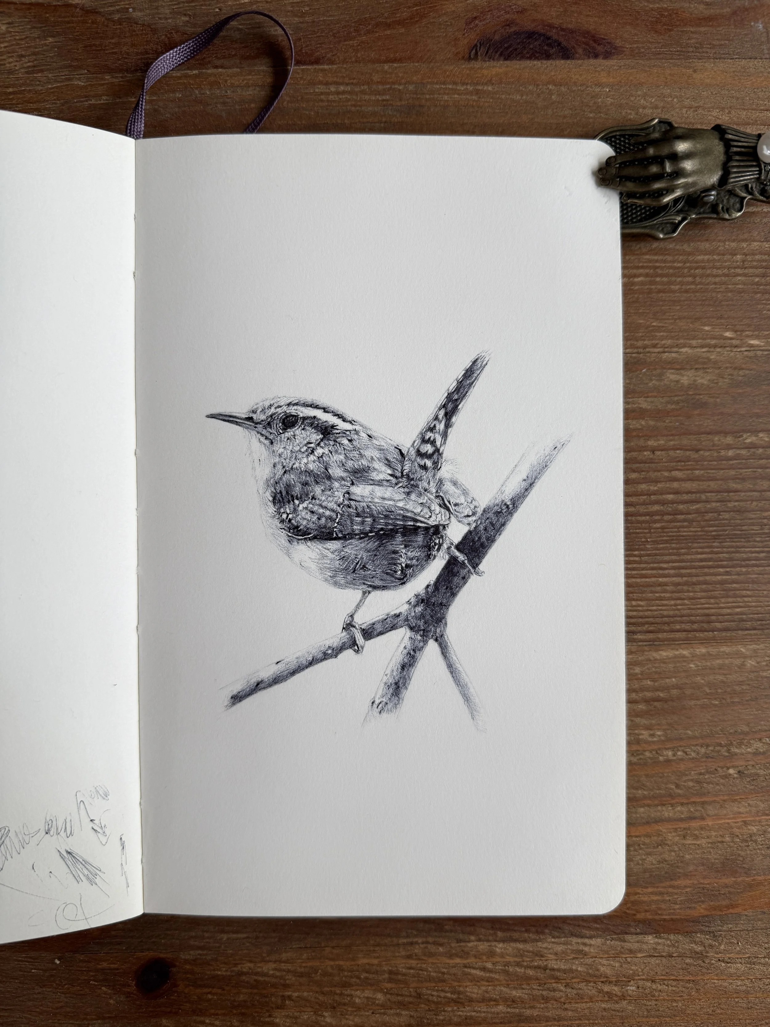 Carolina Wren Study I.JPG