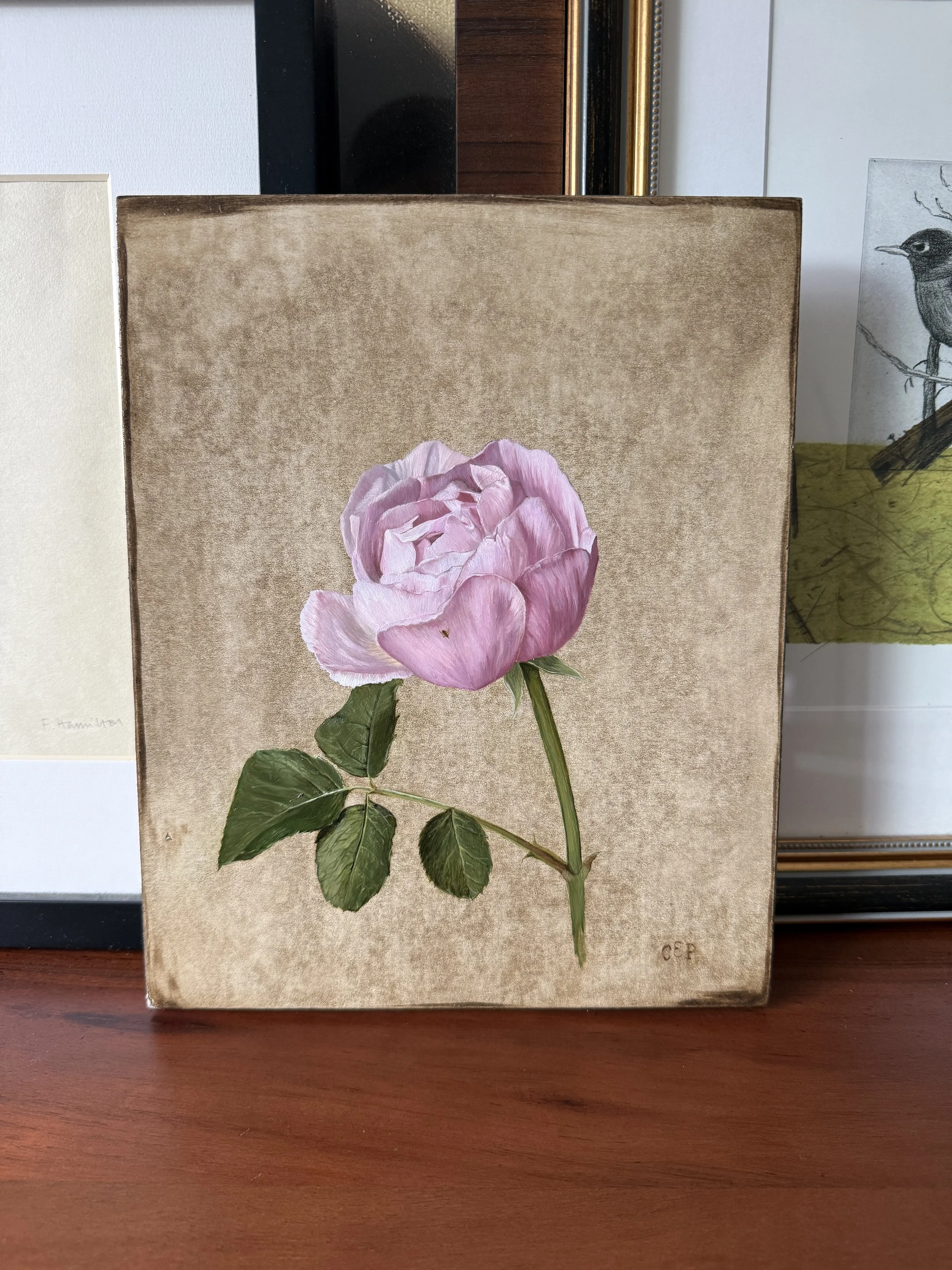 Rose Study (Unframed)