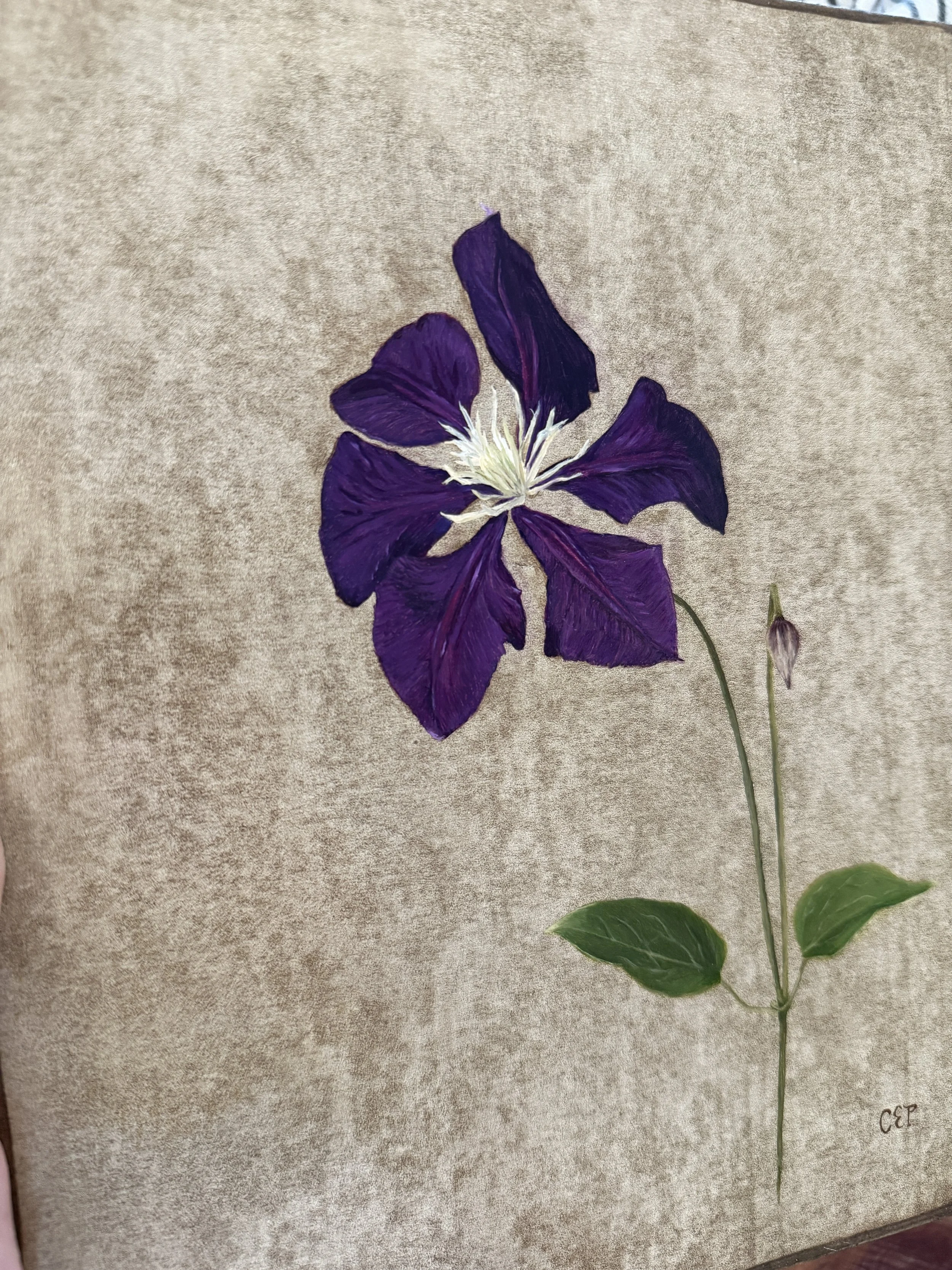 Clematis 2.JPG