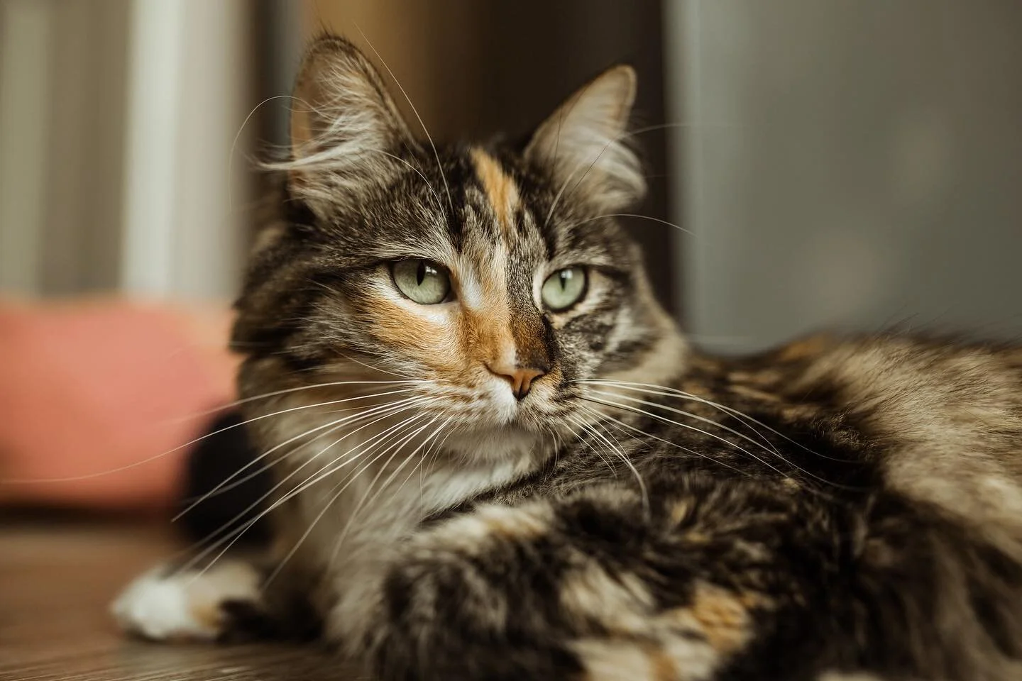 This sweet girl is 2 years old and still the best studio cat. Long live Marmalade, and may your fluff grow ever longer.