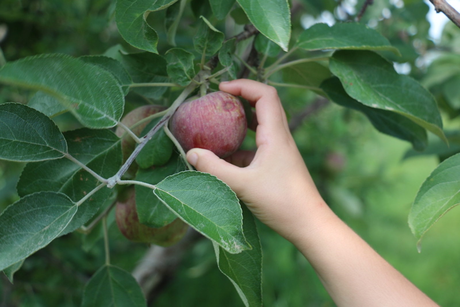 tsoapplepicking.jpeg