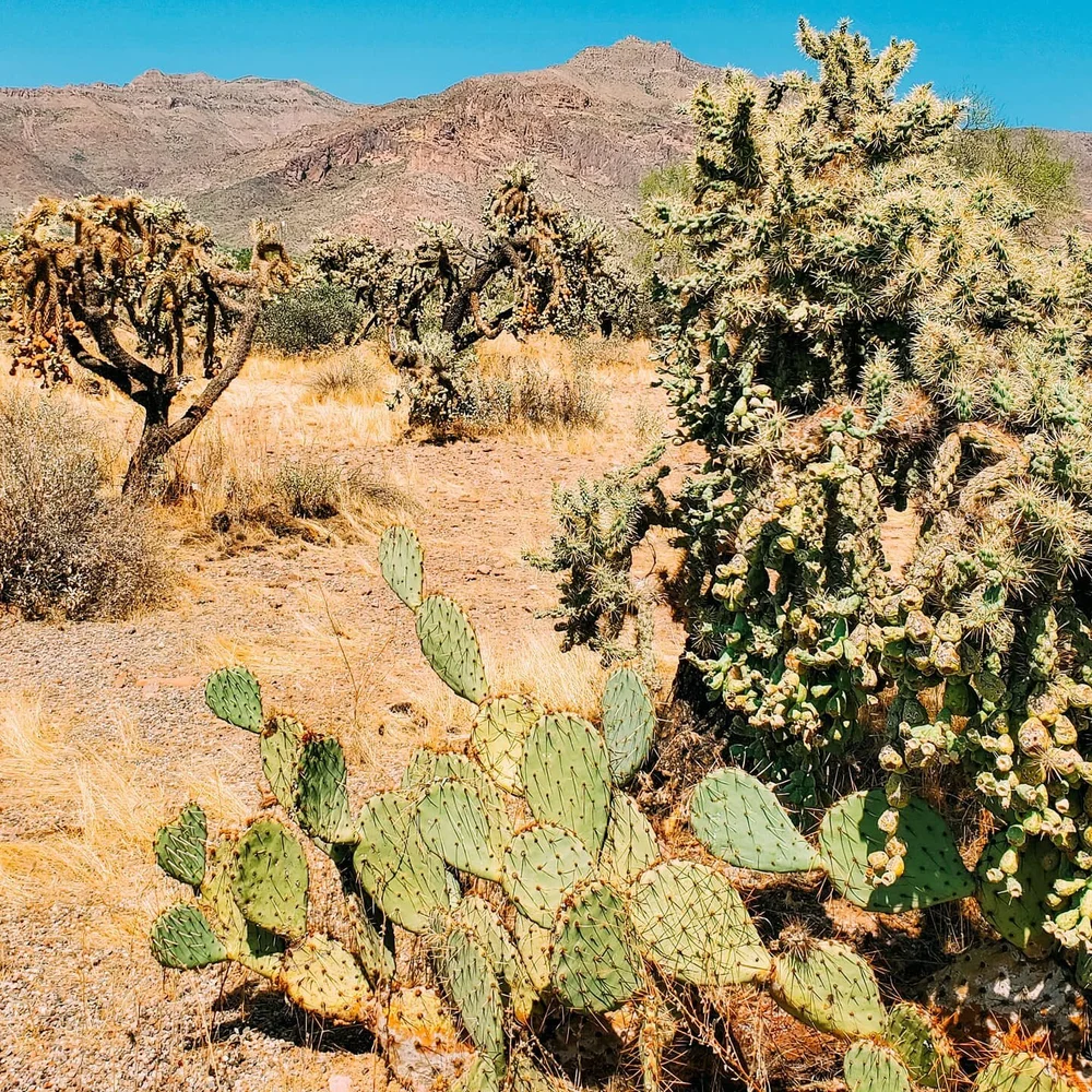 LOST DUTCHMAN'S GOLD 💰

Yes, I am 100% serious!

💫 During the 1840s the Peralta family of northern Mexico supposedly developed rich gold mines in the Superstitions. Their last expedition to carry gold back to Mexico occurred in 1848.
💫 In the 1870
