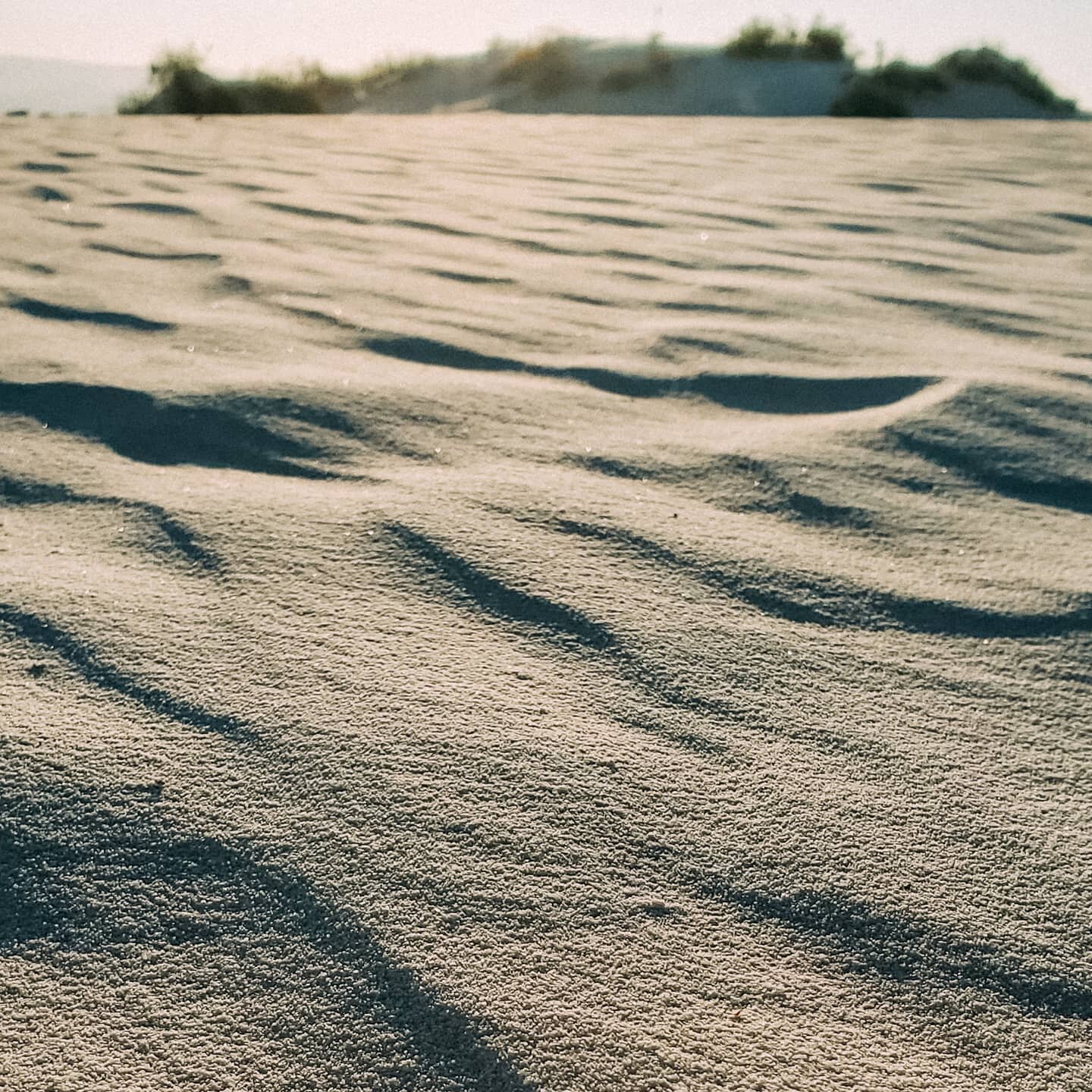 WHITE SANDS NATIONAL PARK 👣
Home of the world's largest - not sand, but gypsum - dune field.
💫 10,000 years ago this arid desert was actually lush grassland and salt lakes. The gypsum is a remnant of the former lakes.
💫 One of the most famous stor