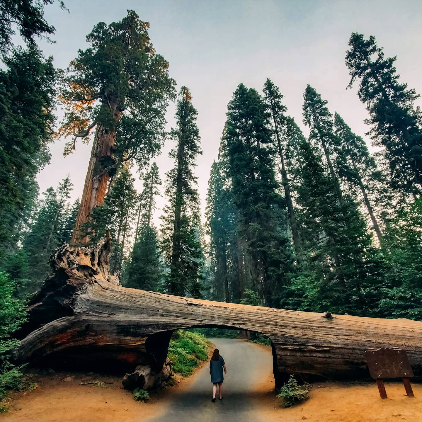 POV: you're walking through this forest and not the hellish nightmare that is 2020