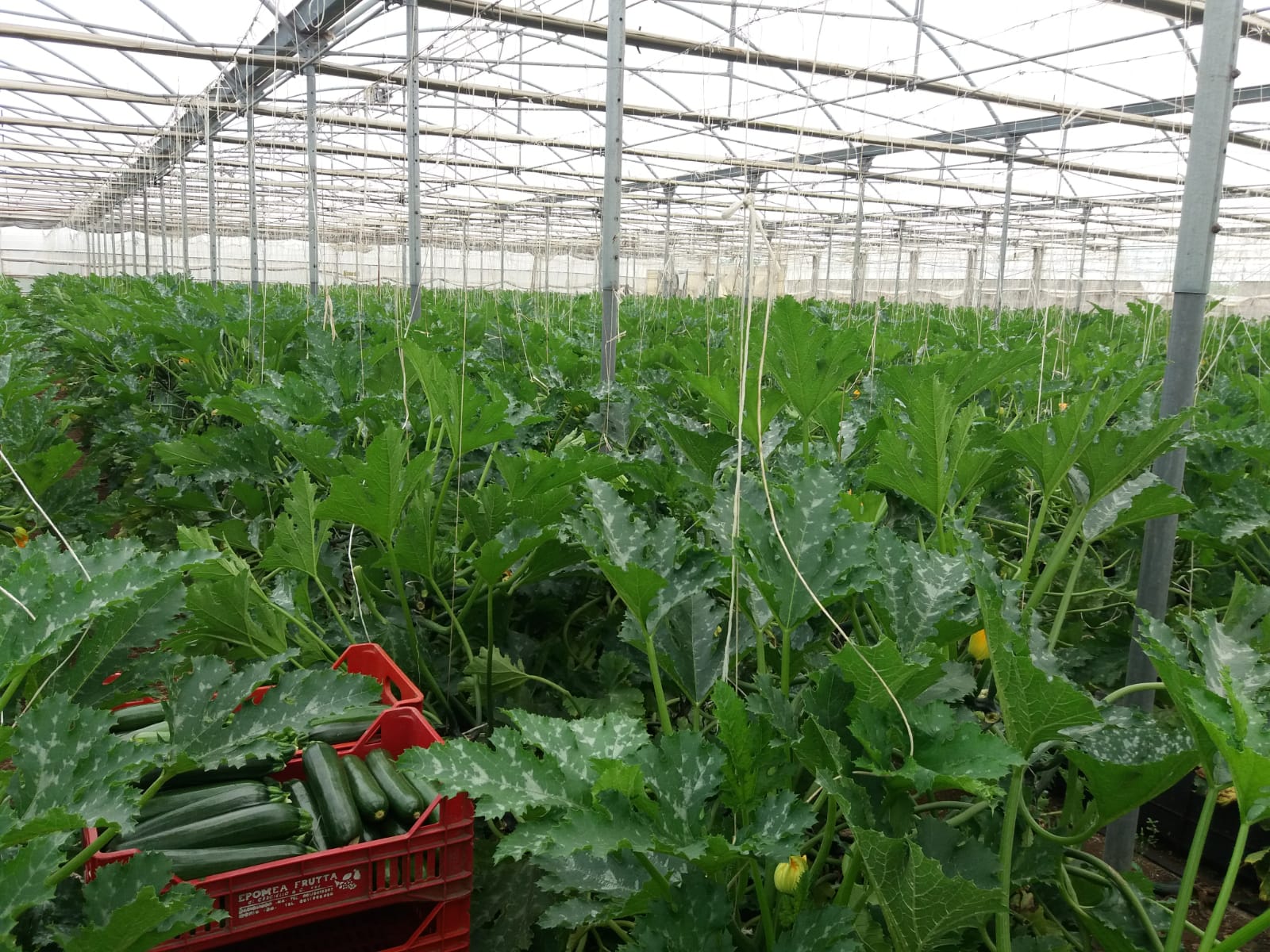   The zucchini vines. Near Naples, Italy; August 2018. © Pamela Kerpius  