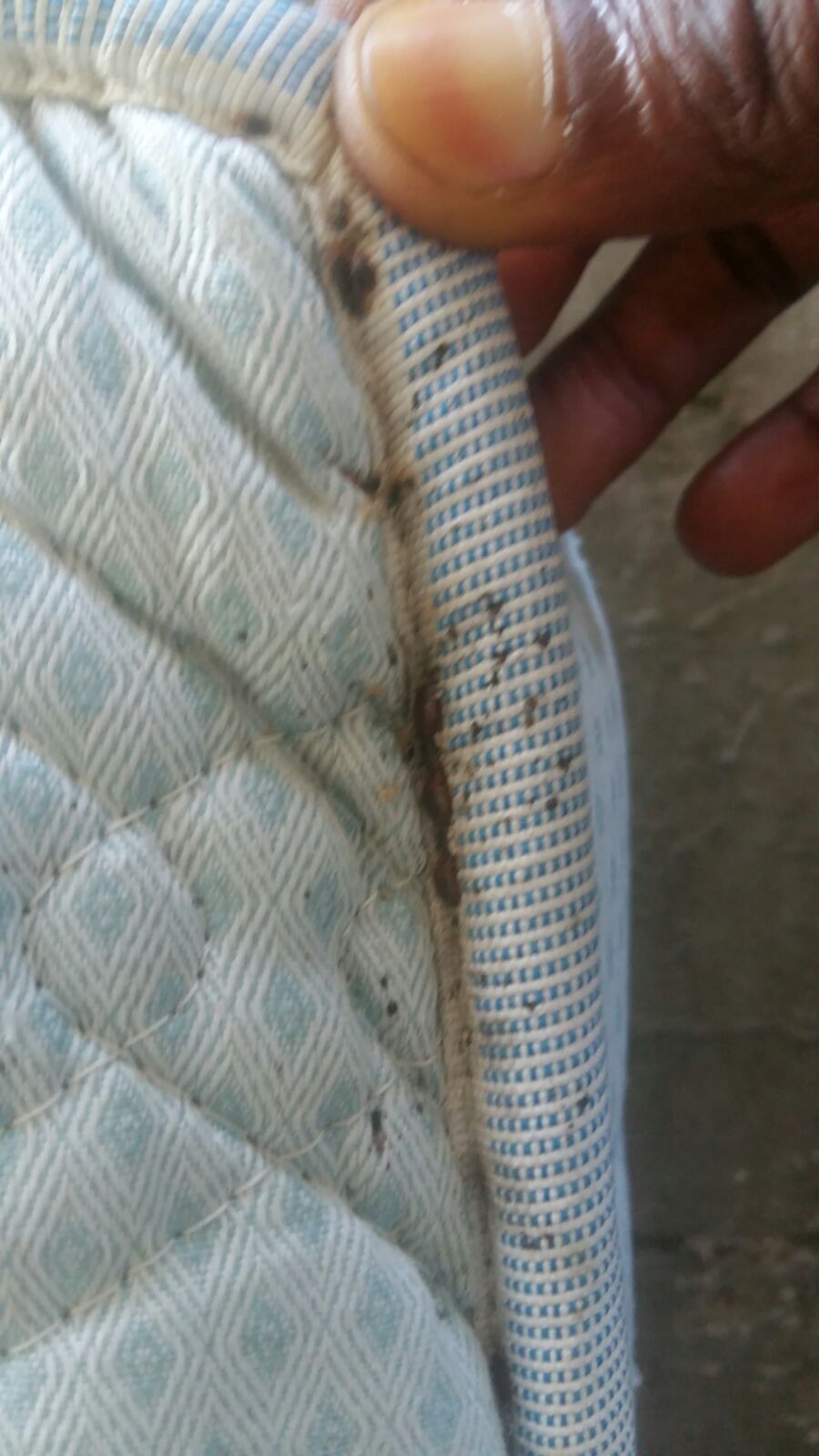 A bed bug infested mattress from a migrant housing camp, similar to Alagie’s. Rome, Italy; June, 2018. © Pamela Kerpius