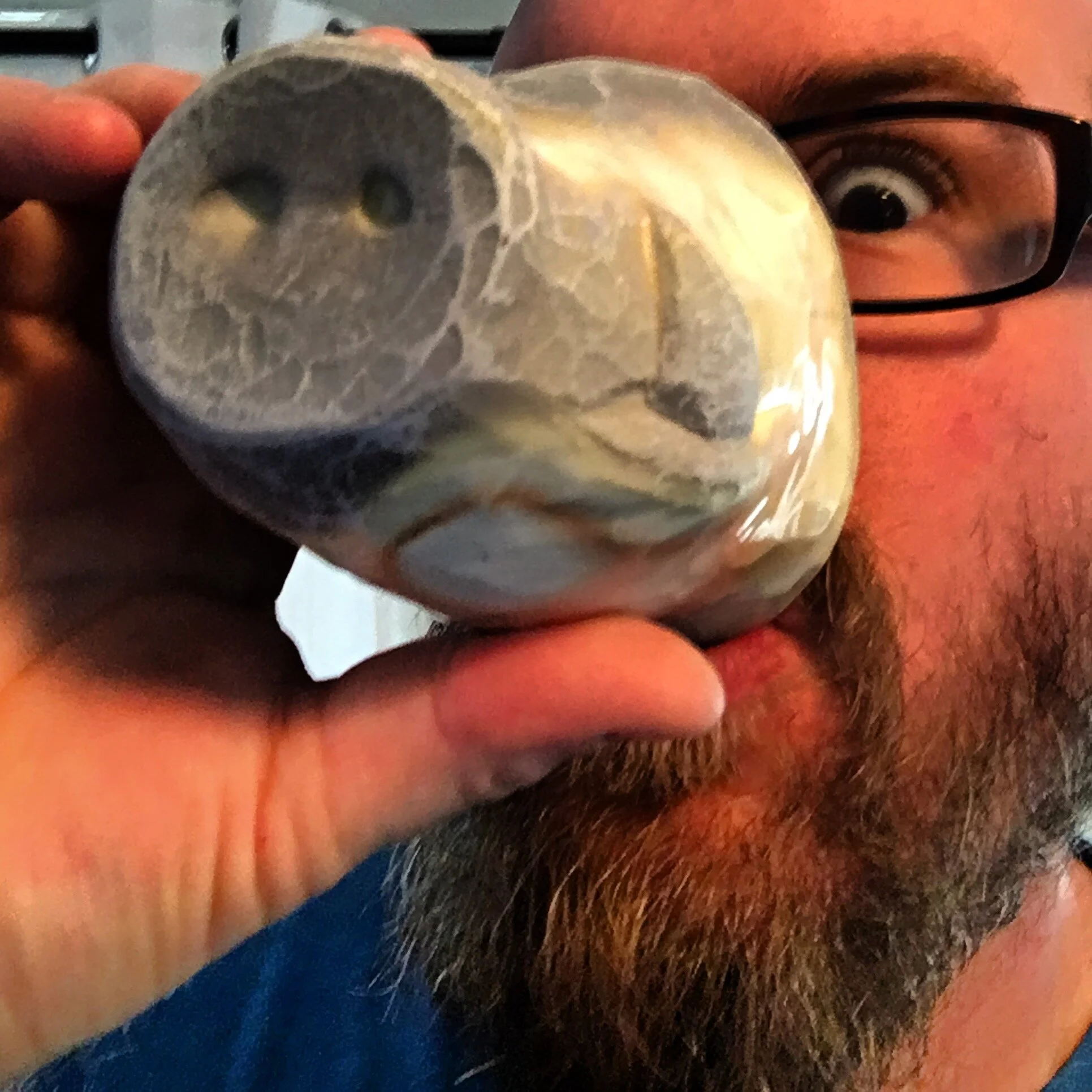 Snout sipper tfrank1.JPG