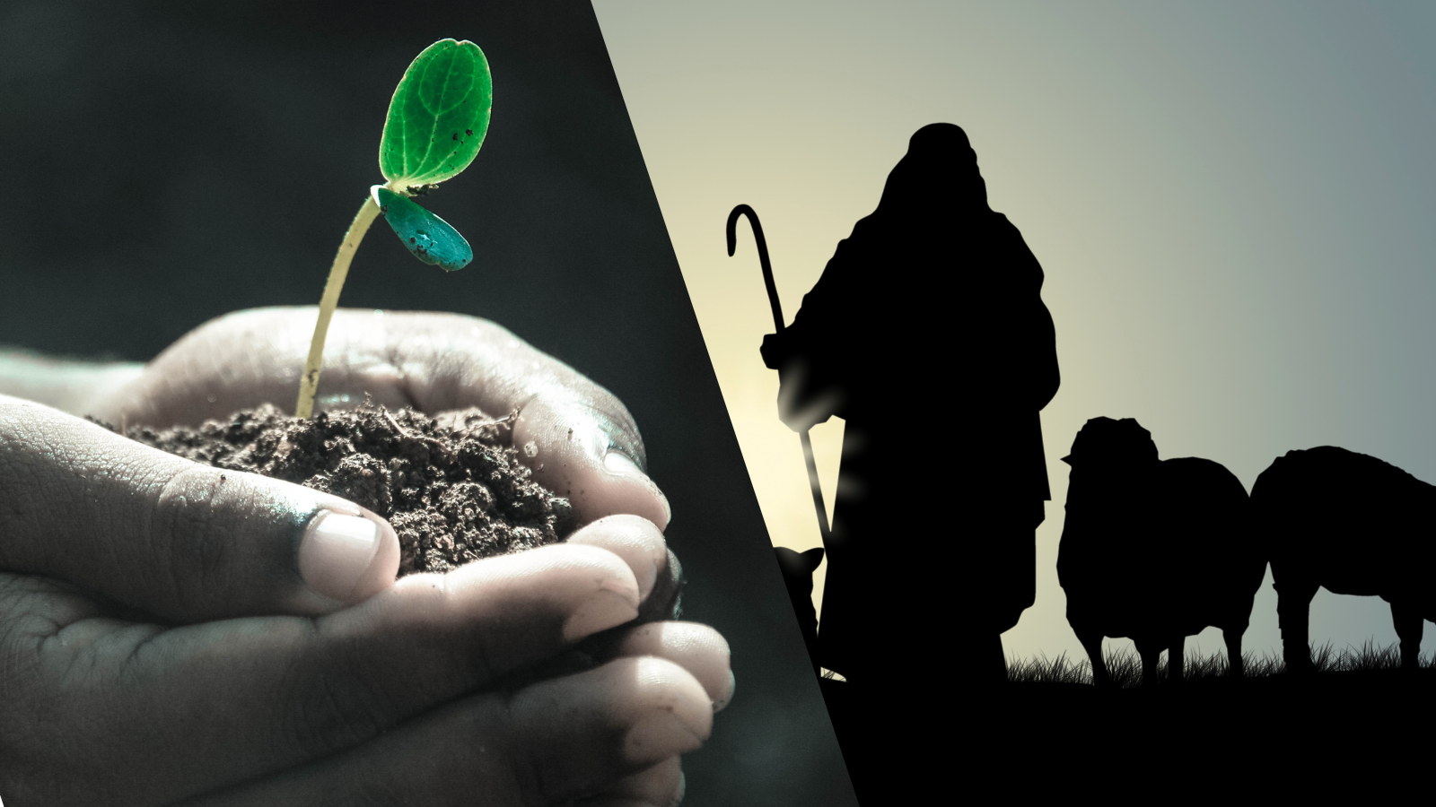 Article - Stewards & Shepherds
