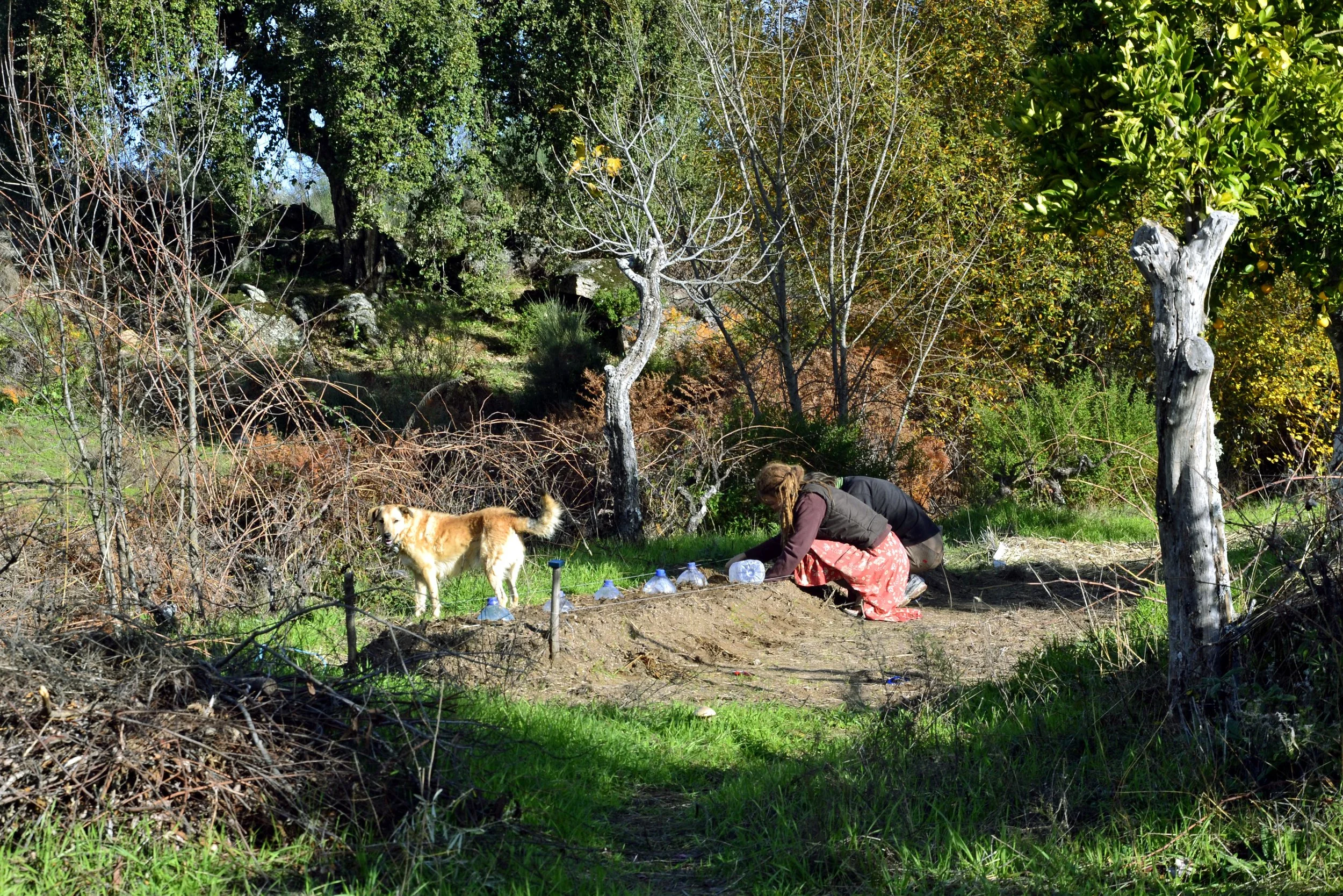 dsc0720.jpg